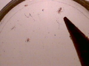 Image of  head lice next  to pencil point to show scale. There is a smaller head lice nymph to the left of the picture.